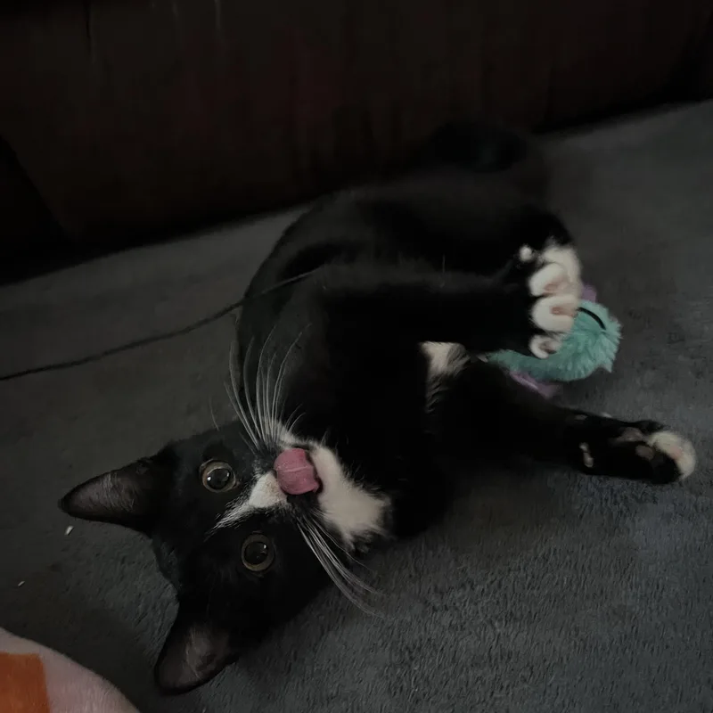 A baby small-sized male Black & White / Tuxedo Domestic Short Hair cat named Ginko aka Little for adoption in FITCHBURG, MA