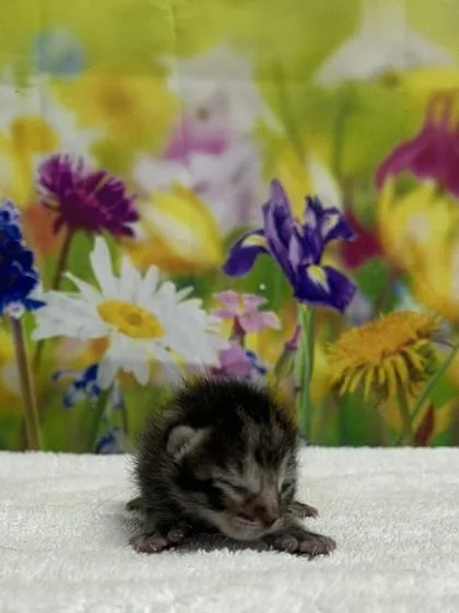 A baby small-sized male Domestic Short Hair cat named Pugsly for adoption in San Antonio, TX