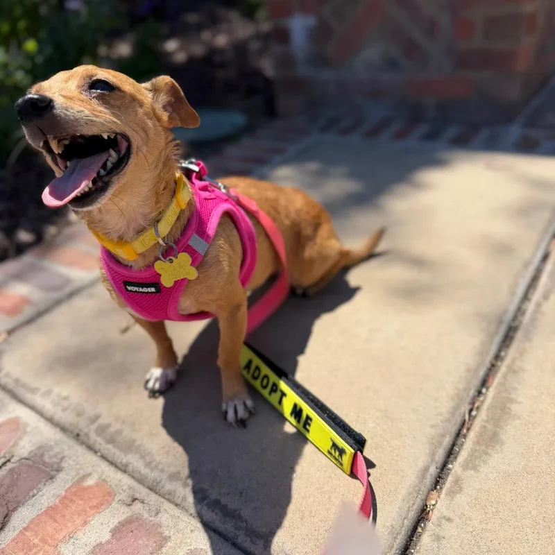 A baby small-sized female Red / Chestnut / Orange Dachshund dog named Karina for adoption in San Diego, CA