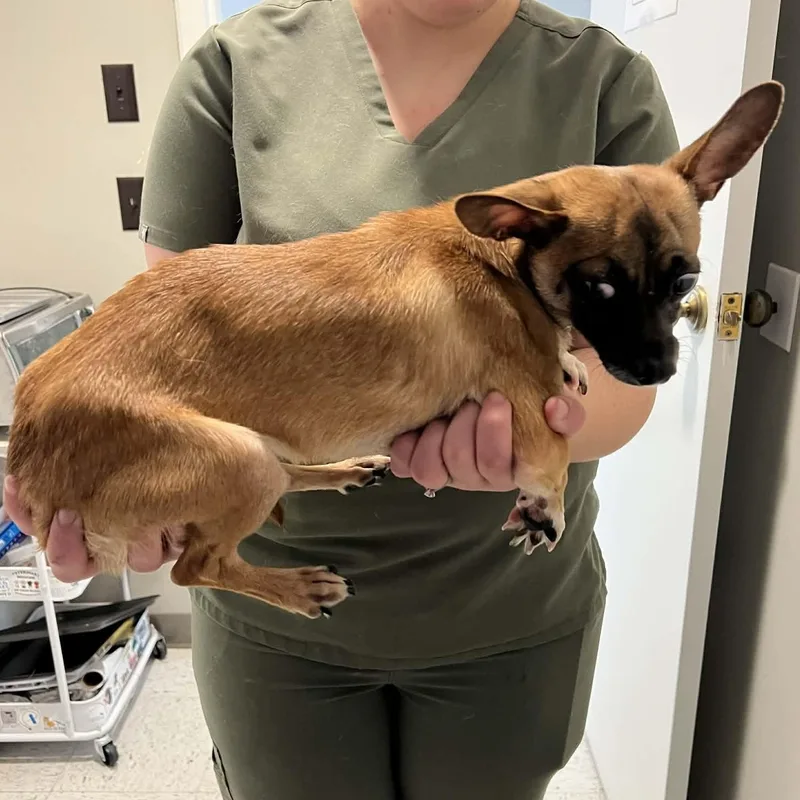 Wagner Moura thumbnail 2