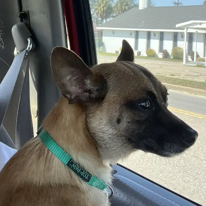 Wagner Moura thumbnail 3