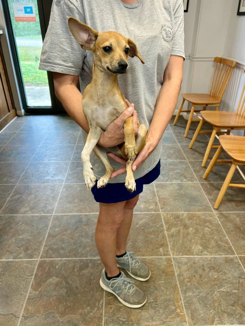 A baby small-sized male Feist dog named Tanner for adoption in Monticello, MS
