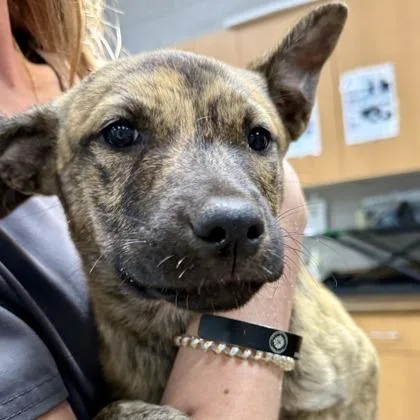A baby small-sized female Brindle Mixed Breed dog named UV Index for adoption in East Smithfield , PA
