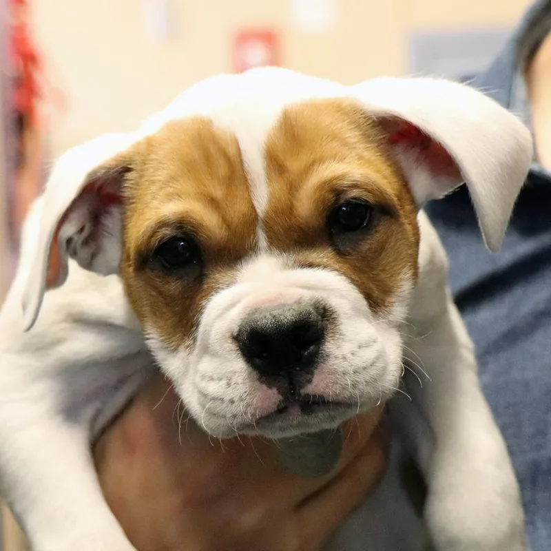 A baby small-sized female Brown / Chocolate Mixed Breed dog named R Clue for adoption in Port Washington, NY