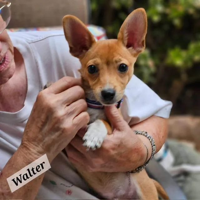 Walter thumbnail 2