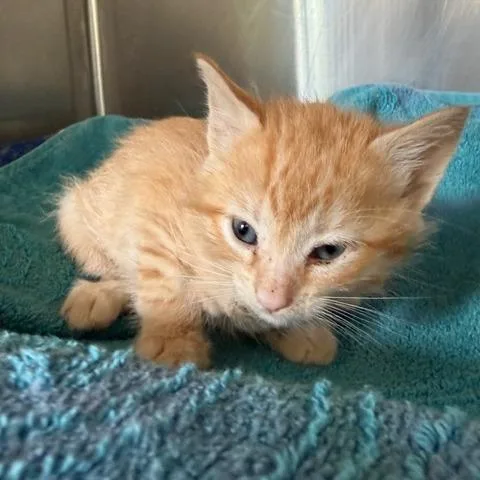 A baby small-sized male Domestic Short Hair cat named Junior for adoption in Cumming, GA