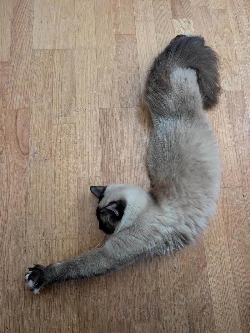 Saku