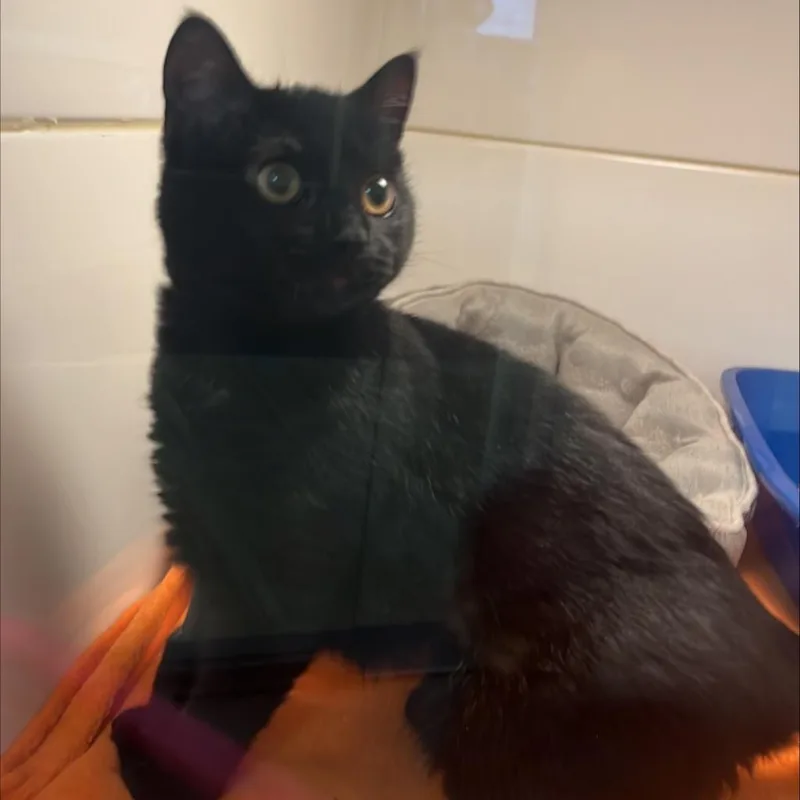 An adult medium-sized female Black Domestic Short Hair cat named Bunny for adoption in New York, NY