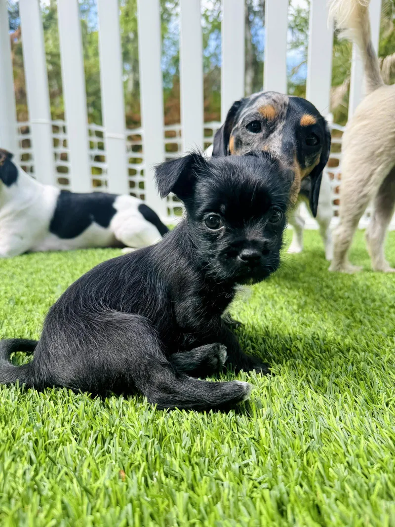 A baby medium-sized male Shih Tzu dog named Hopper for adoption in Valrico, FL