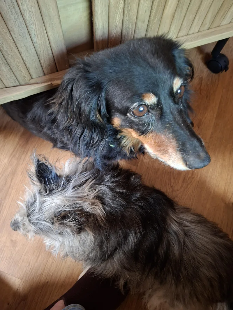 A senior small-sized female Black Dachshund (Long Haired) dog named Jenny for adoption in Tucson, AZ