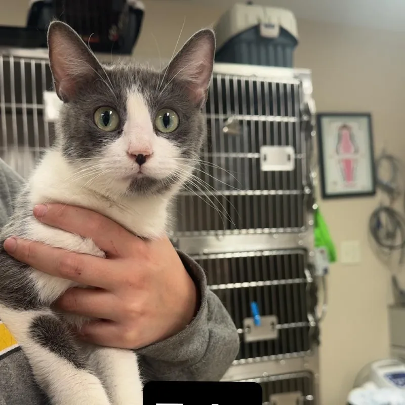 A young medium-sized female Gray / Blue / Silver Domestic Short Hair cat named Tala for adoption in Coralville, IA