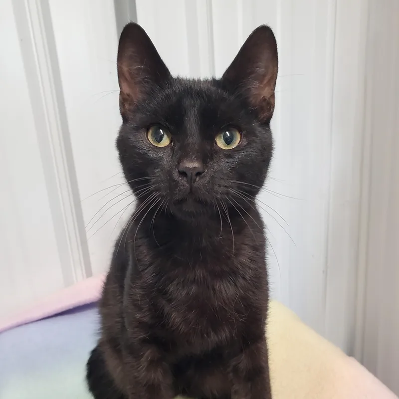 A young medium-sized male Black Domestic Short Hair cat named Clayton for adoption in Marseilles, IL