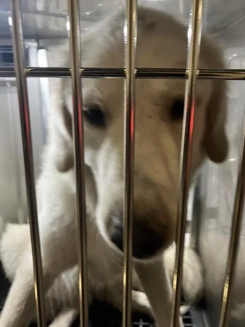 An adult large-sized male Mixed Breed dog named Guerra for adoption in Dallas, TX