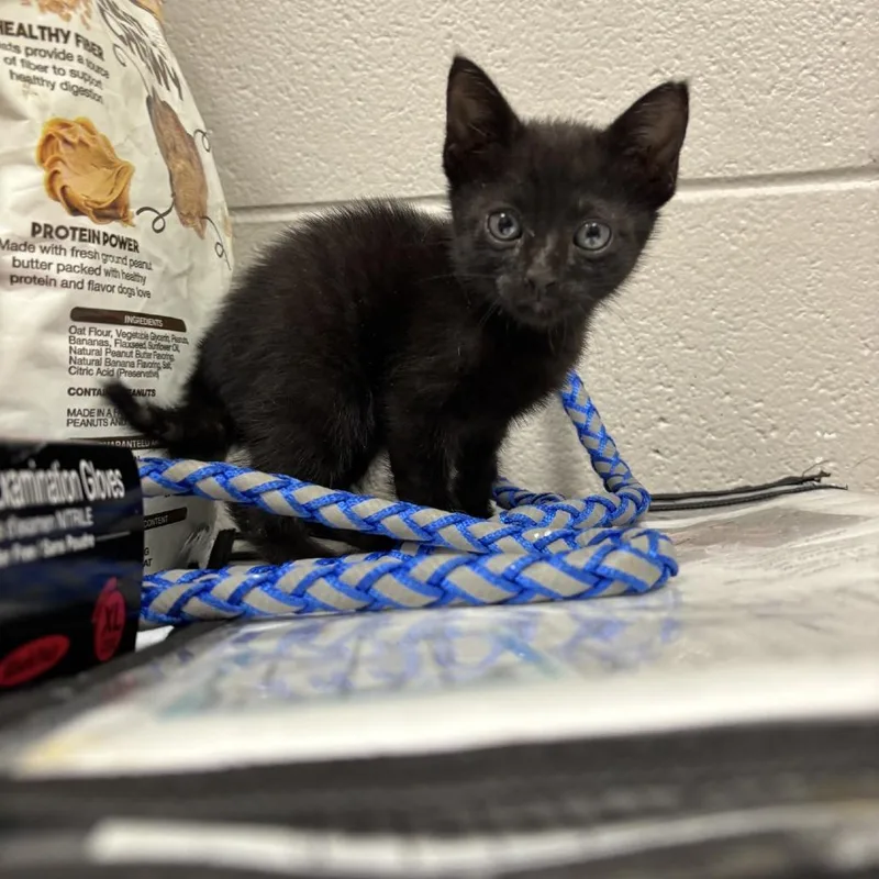 A baby small-sized male Black Domestic Short Hair cat named Dr Pepper for adoption in Lufkin, TX
