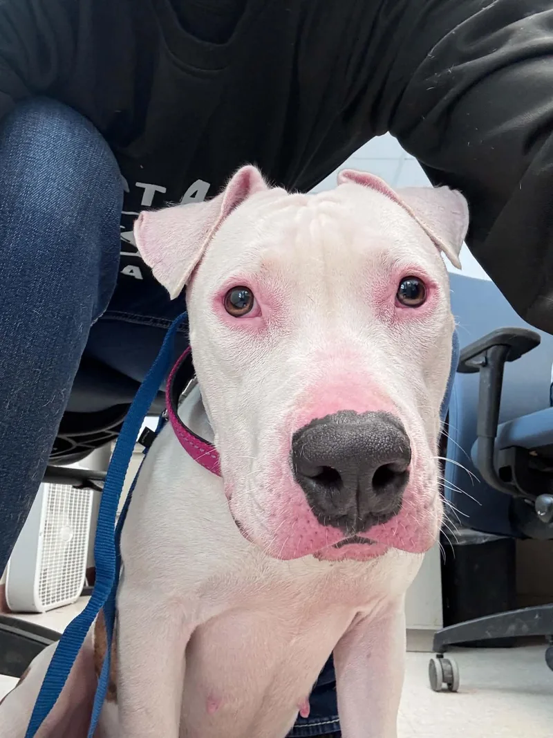 A young large-sized female Pit Bull Terrier dog named Candy for adoption in McKinney, TX