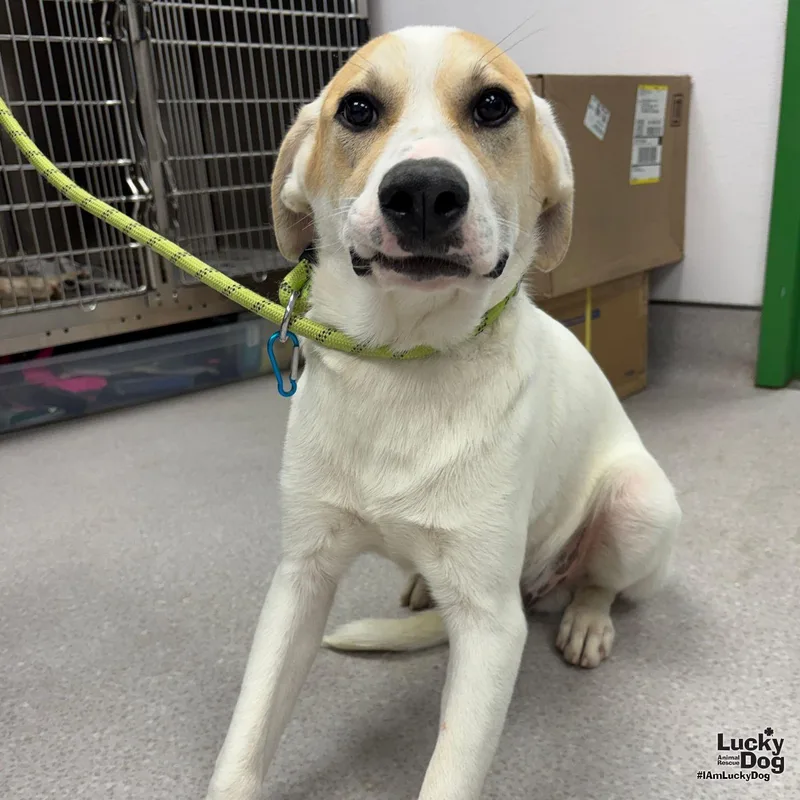 A baby large-sized male Labrador Retriever dog named Greer for adoption in Washington, DC
