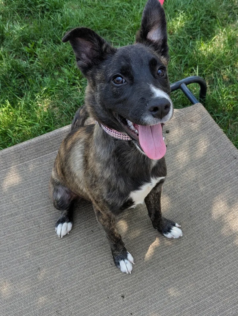 A young medium-sized female Brindle Mixed Breed dog named Annie for adoption in Buffalo, NY