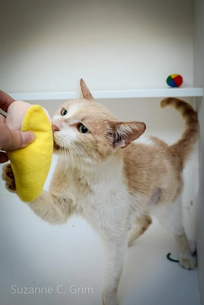 An adult small-sized male Domestic Short Hair cat named Louis for adoption in New Orleans, LA