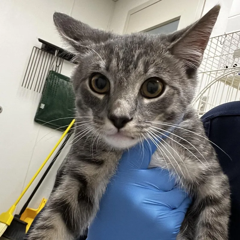 A baby medium-sized male Brown / Chocolate Domestic Short Hair cat named 71814 for adoption in Harrisonburg, VA