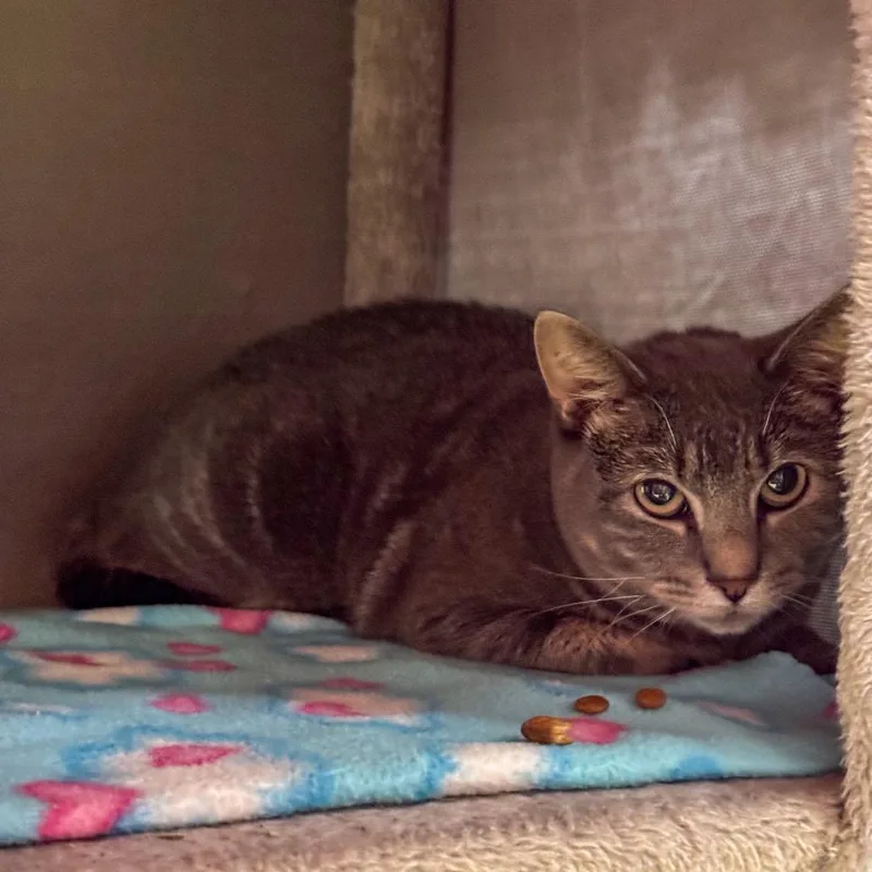 An adult medium-sized female Gray / Blue / Silver Domestic Short Hair cat named Yang Bonded with Bee for adoption in Kennebunk, ME