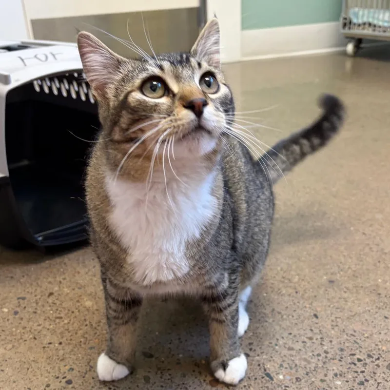 A young large-sized male Brown / Chocolate Domestic Short Hair cat named Mr. Monopoly for adoption in Keizer, OR