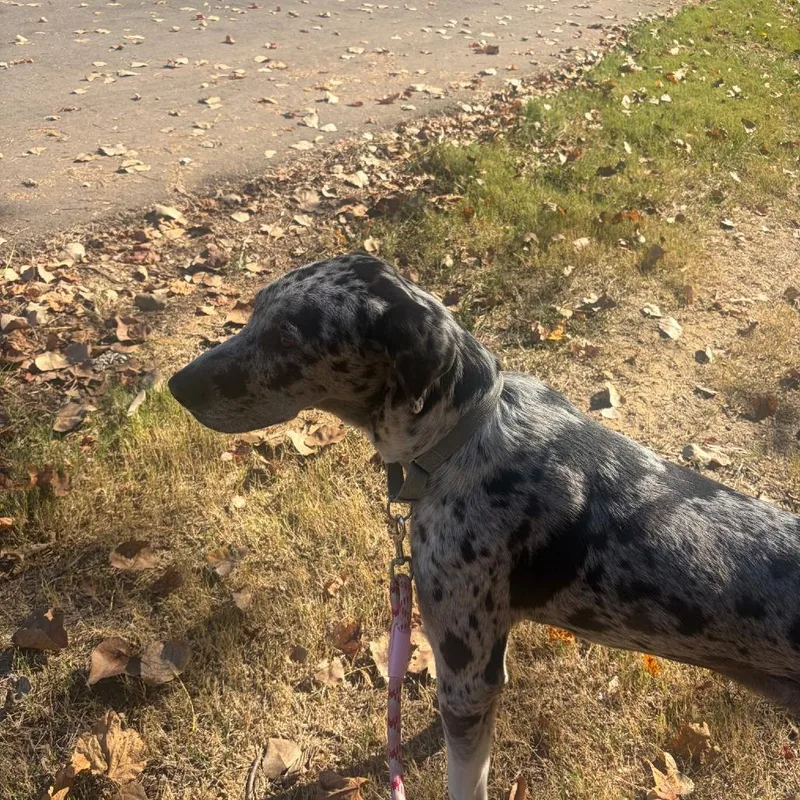 A young large-sized male Great Dane dog named Ghost for adoption in Cordova, TN