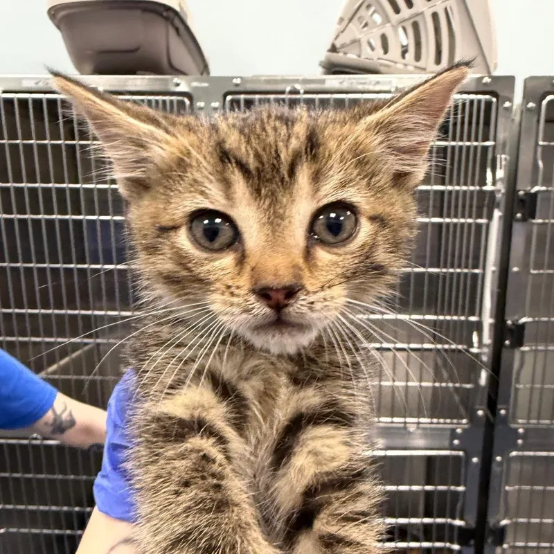 A baby small-sized male Black Domestic Short Hair cat named Fawn for adoption in Greensboro, NC