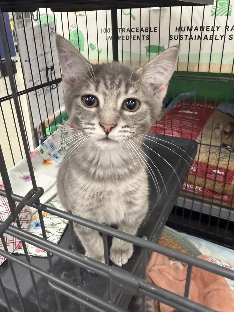 A baby medium-sized male Tabby cat named ArmaniDC for adoption in Greenville, DE