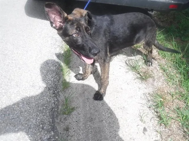 A young medium-sized male German Shepherd Dog dog named Mason for adoption in Miami, FL
