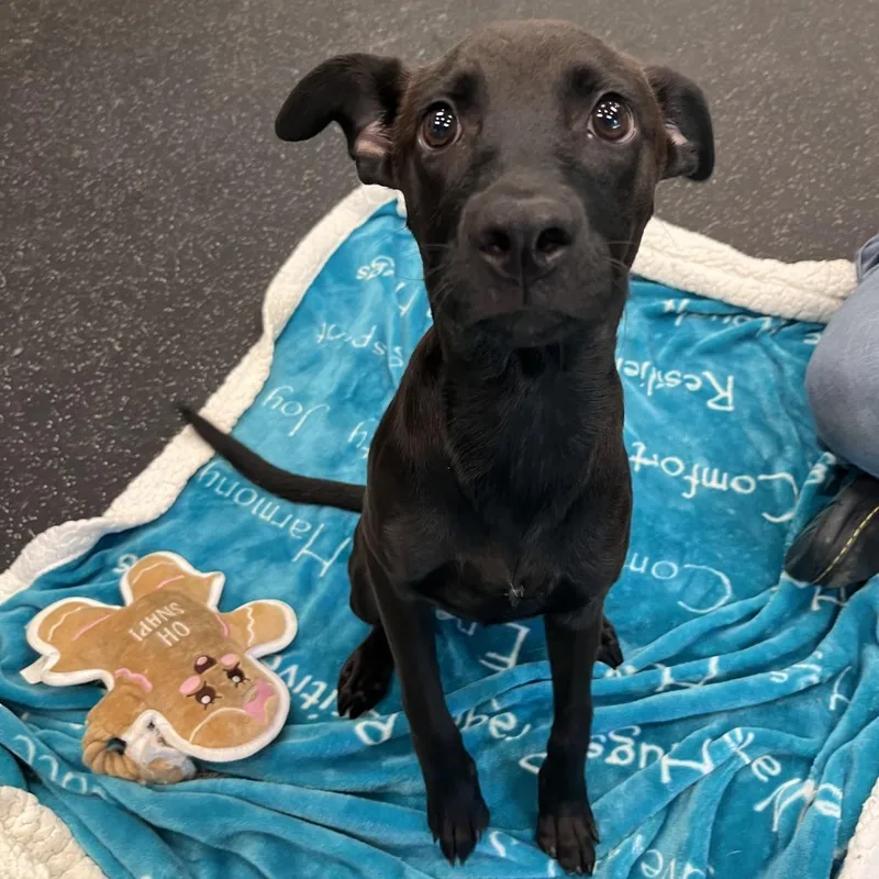 A young small-sized female Black Labrador Retriever dog named Amara for adoption in Brockton, MA