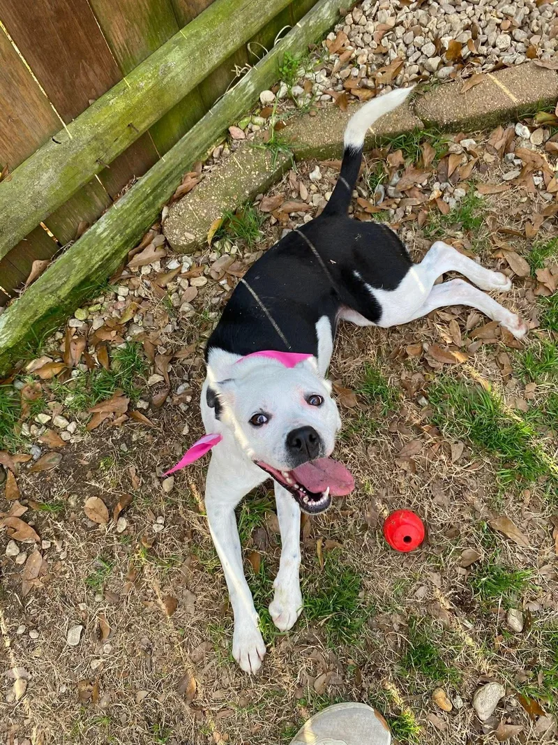 Luna Loving Sidekick thumbnail 2