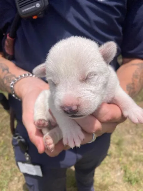 A baby medium-sized male Husky dog named 1 for adoption in Dallas, TX