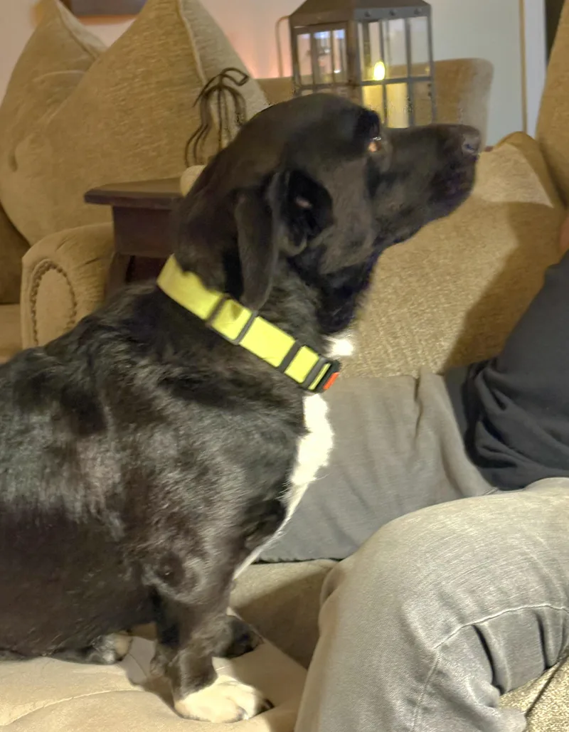 An adult medium-sized male Black Corgi dog named Phinn for adoption in Tracy, CA