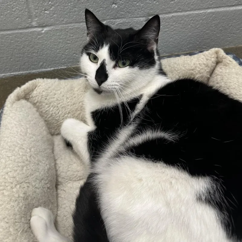 C&s: Spudge thumbnail 6