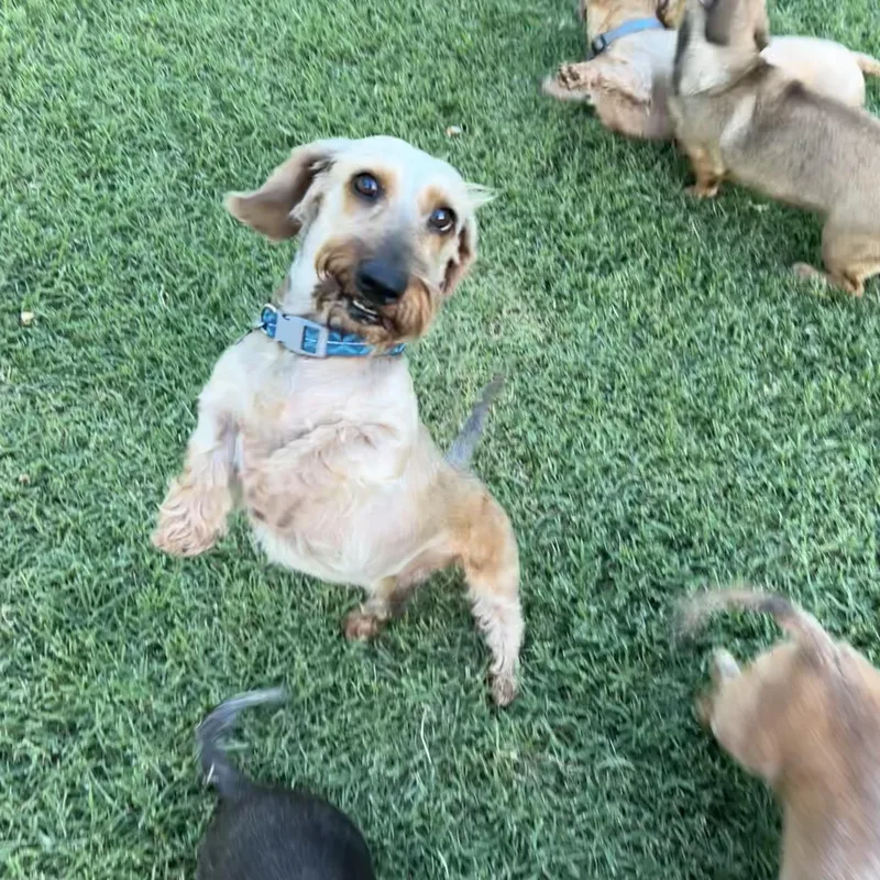 An adult small-sized male Apricot / Beige Wirehaired Dachshund dog named Ringo for adoption in Chickasha, OK