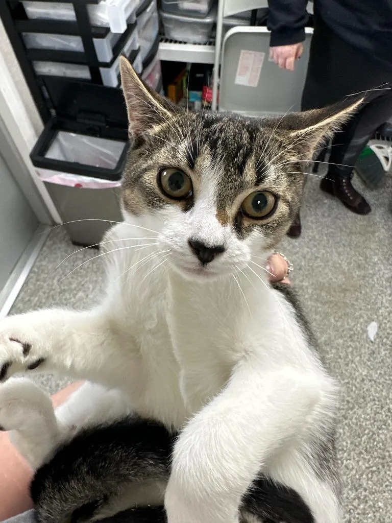 A baby medium-sized male Domestic Short Hair cat named Lennox for adoption in Pomona, NY