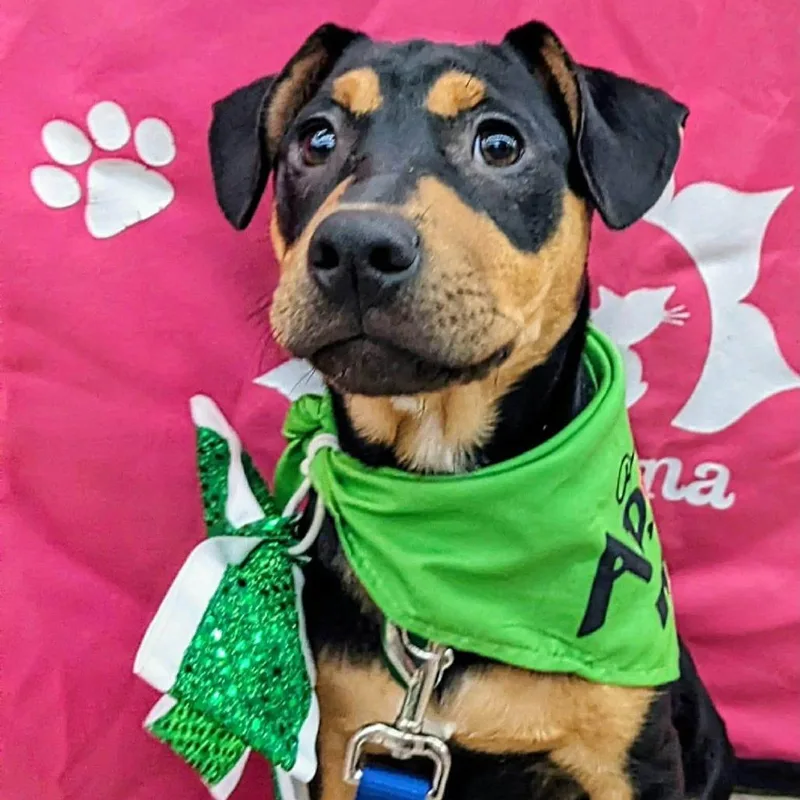 Benson Bama thumbnail 2