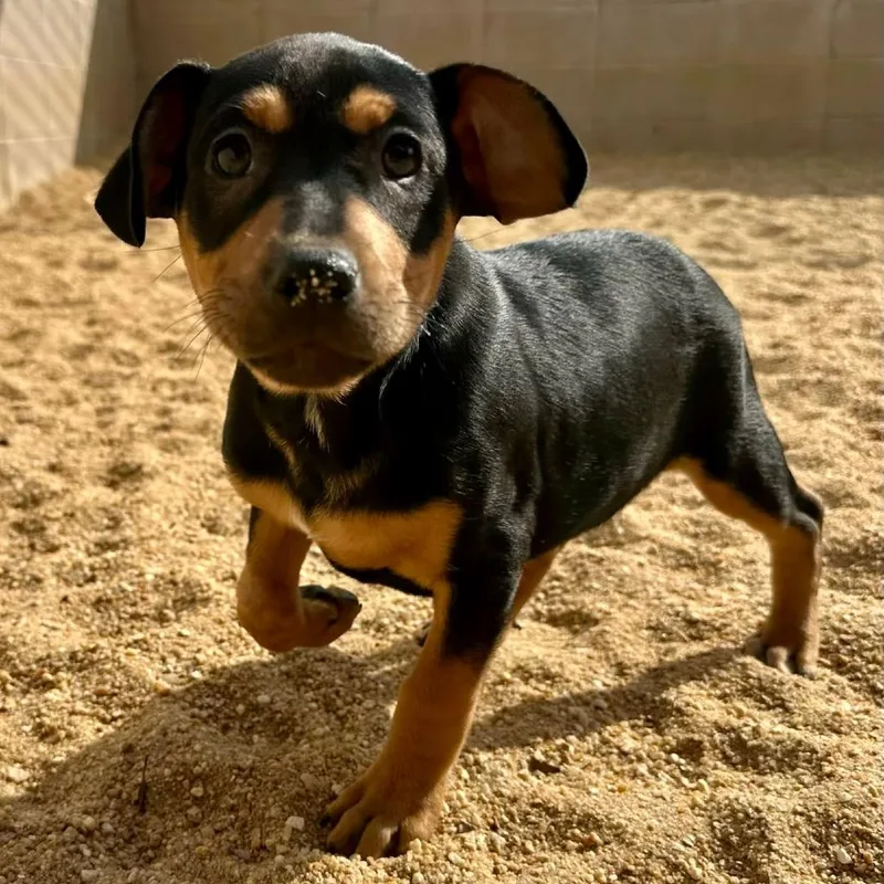 Benson Bama thumbnail 3