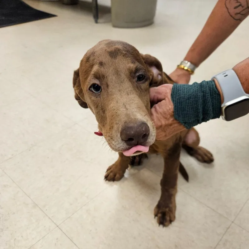 A baby small-sized male Brown / Chocolate Mixed Breed dog named Reeses for adoption in Lake Panasoffkee, FL