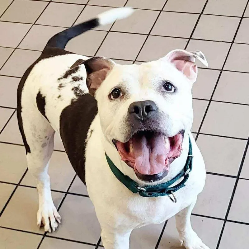 A senior large-sized female White / Cream Pit Bull Terrier dog named Lilly Claire for adoption in Long Island City, NY