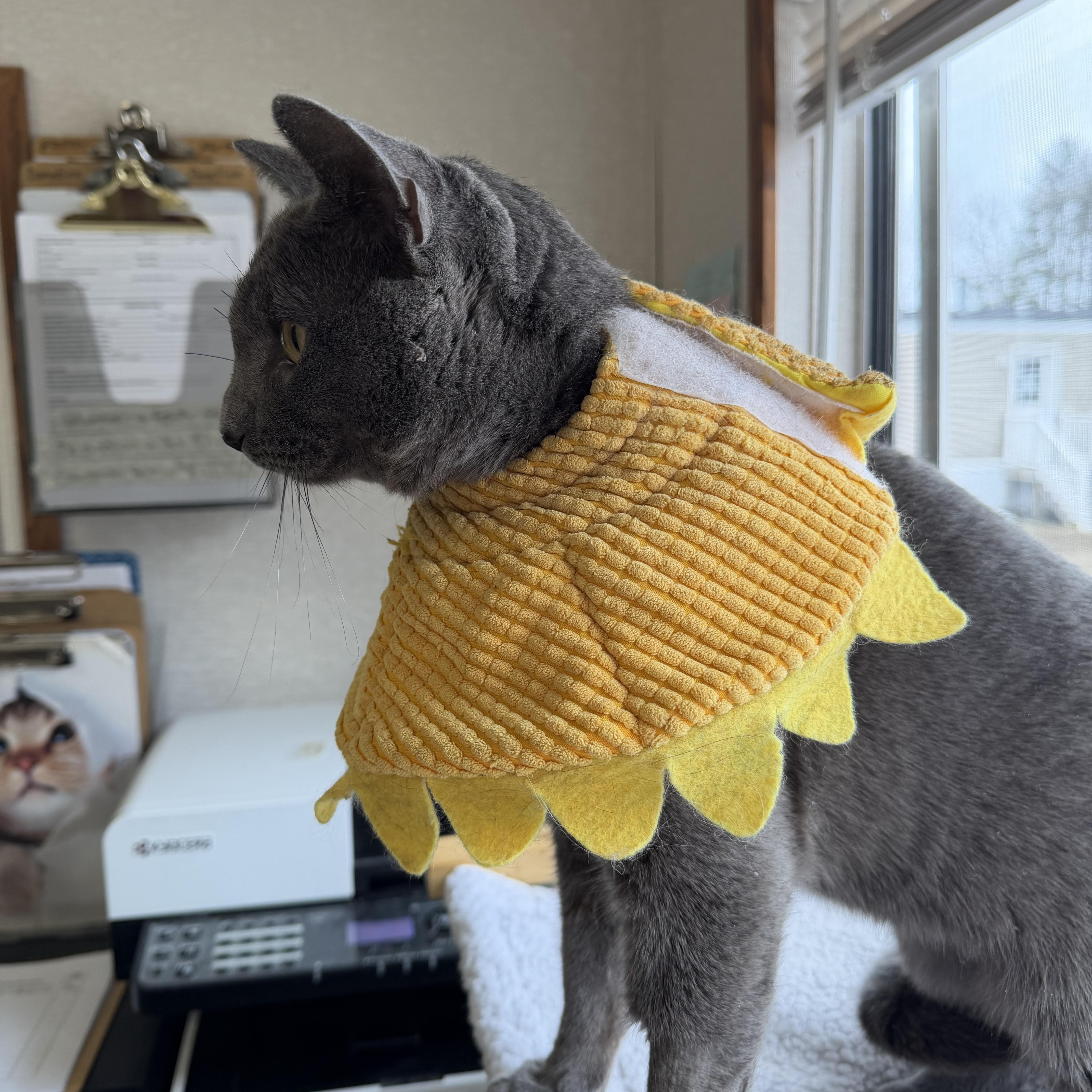 Joel Gray thumbnail 2