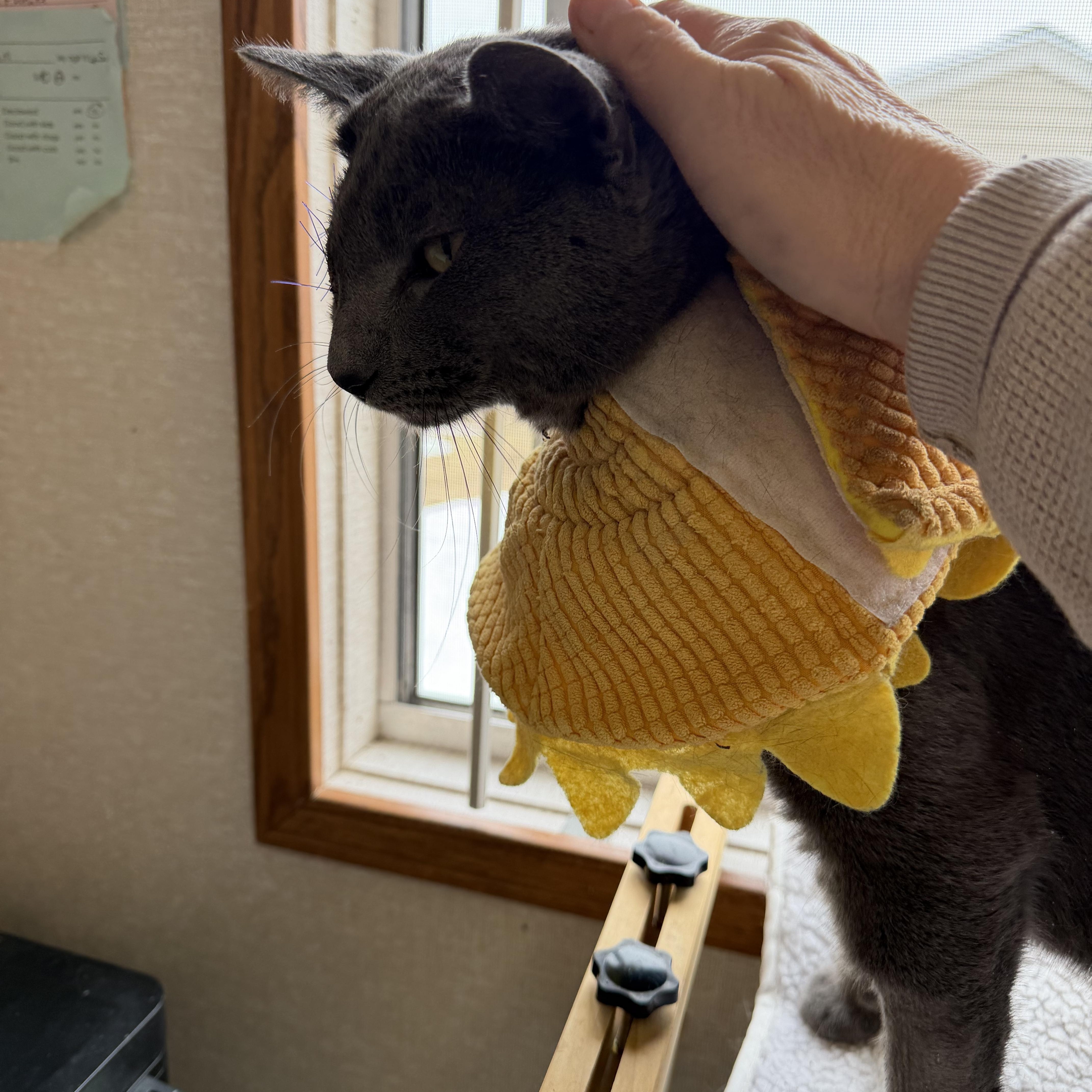 Joel Gray thumbnail 3