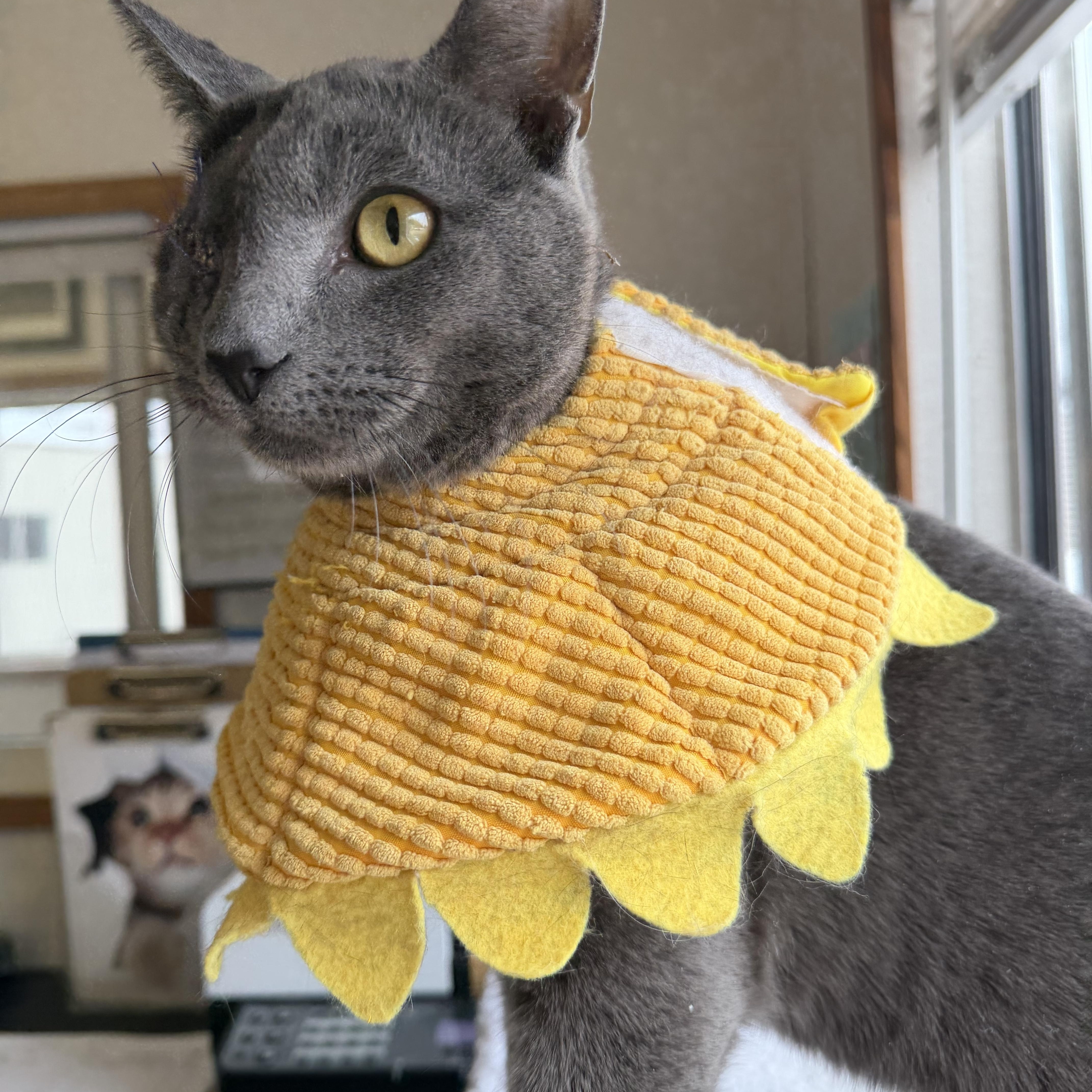 Joel Gray thumbnail 4