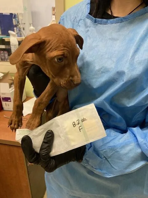 A young large-sized female Red / Chestnut / Orange Mixed Breed dog named Cherry Blossom for adoption in Cincinnati, OH