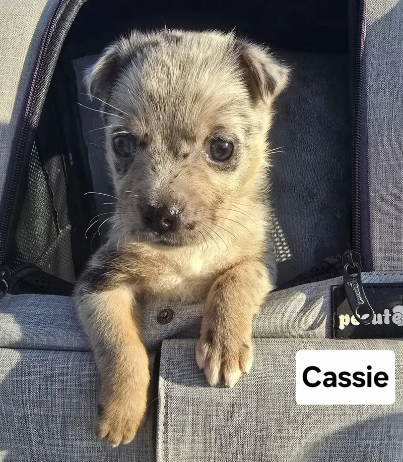 A baby medium-sized female Australian Shepherd dog named Cassie for adoption in Saint Clairsville, OH