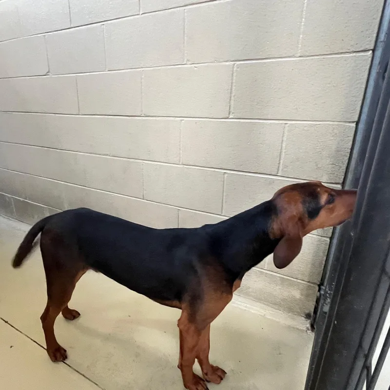 Bandit Billy thumbnail 2