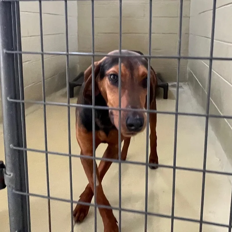 Bandit Billy thumbnail 3