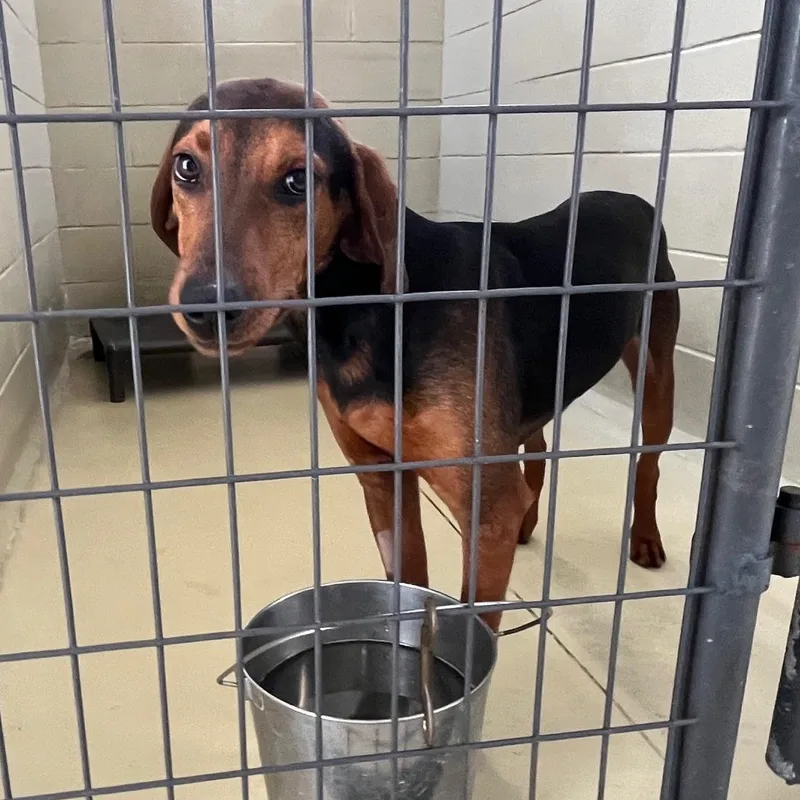 A young medium-sized male Black Black and Tan Coonhound dog named Bandit Billy for adoption in Clarksville, VA