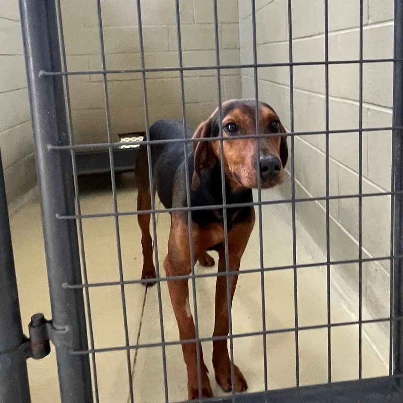 Bandit Billy thumbnail 4