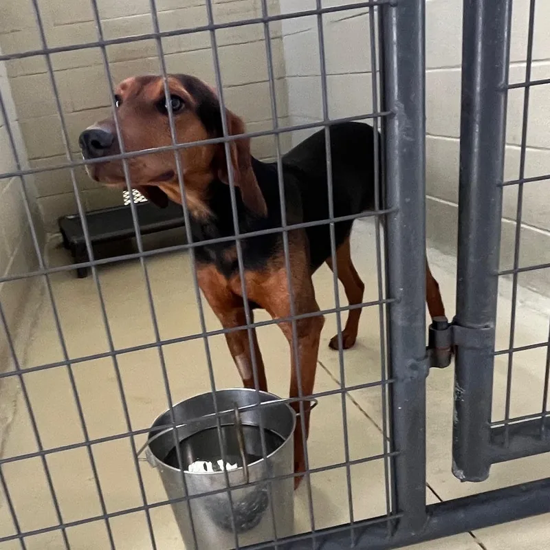 Bandit Billy thumbnail 5